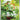 151 (EN): 172/165 Caterpie