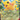 30th Celebration: 053/128 Pikachu ex