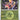 Ascended Heroes: 067/217 Tapu Koko Reverse Holo