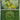 Bayleef (Friend Ball) 009  - Reverse Holofoil ME Ascended Heroes - Uncommon