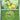 Ascended Heroes: 009/217 Bayleef (Friend Ball) Reverse Holo