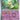 Paldea Evolved: 097/193 Mimikyu Reverse Holo