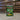 Jungle: 1st Edition Booster Pack (from Sealed Box #1)