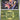 Ascended Heroes: 067/217 Tapu Koko (Quick Ball) Reverse Holo