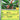 30th Celebration: 005/128 Tropius Holo