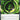 Perfect Order: 086/088 Growing Grass Energy Holo